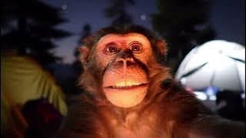 babloo.monkey vlogger