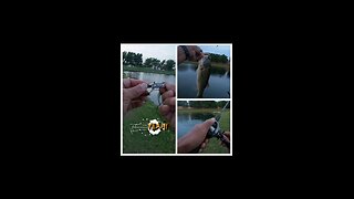 Last cast on a Hula Popper connects 😁 #ultralightfishing #bfsfishing #bassfishing #baitfinesses