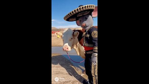 They're not even trying any more. Treasury Secretary blames high beef prices on migrant cows