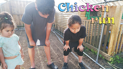 Week 4 Baby Chick Update: New Chicken Run Reveal! BabyChicks