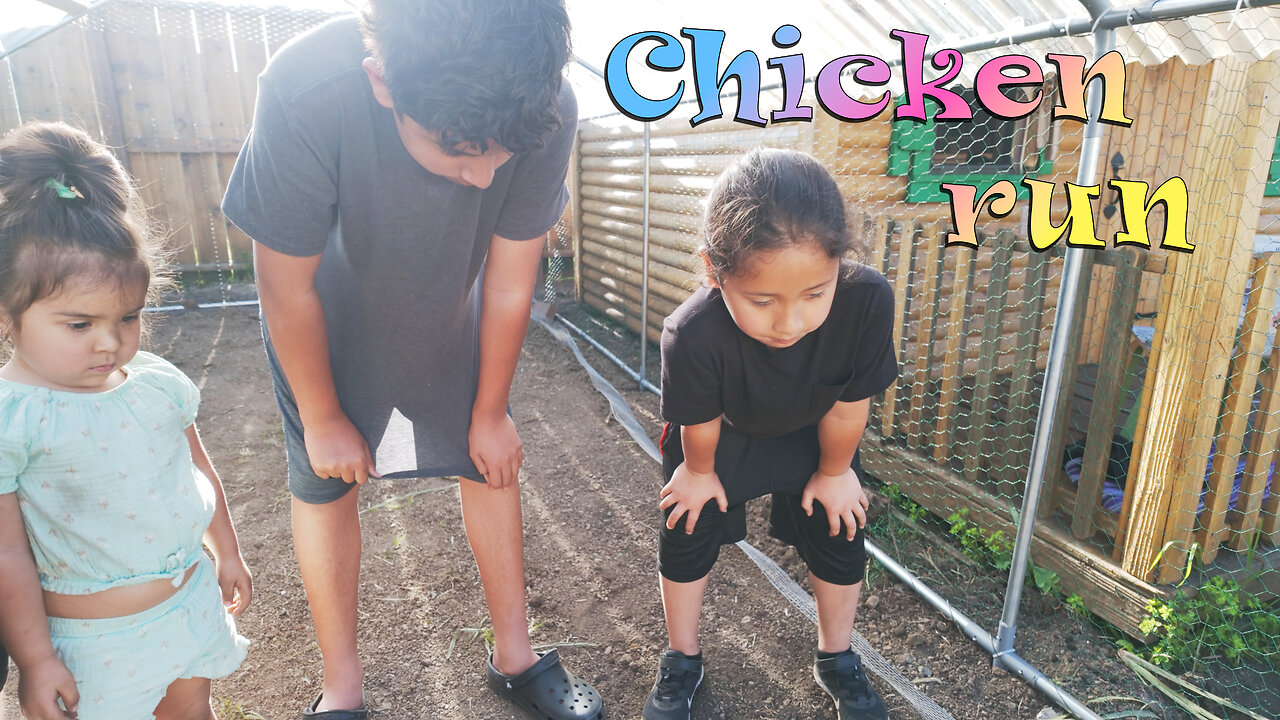 Week 4 Baby Chick Update: New Chicken Run Reveal! BabyChicks