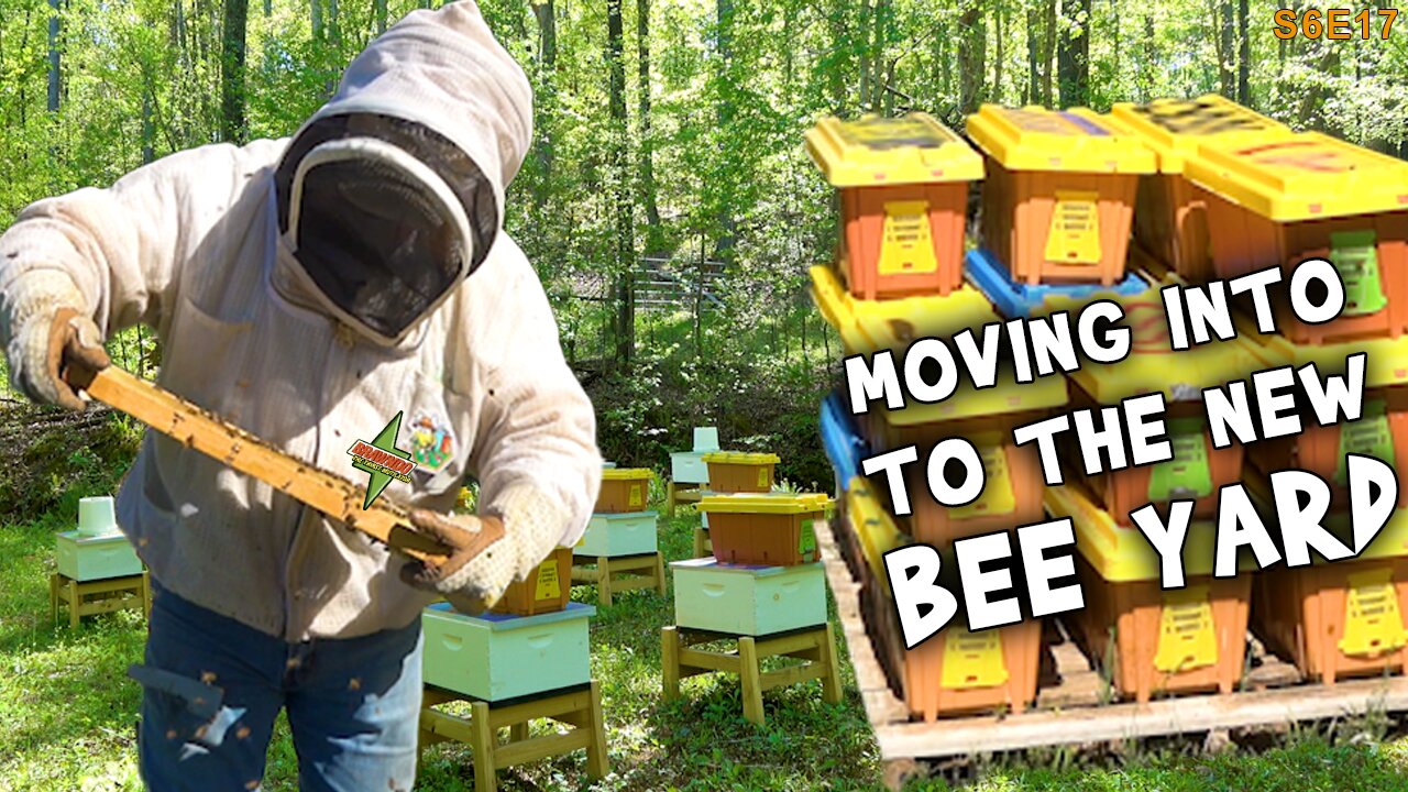 Queens-& Splits & Nucs | Moving into the new bee yard.