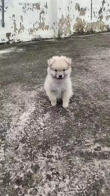 Dog is dancing