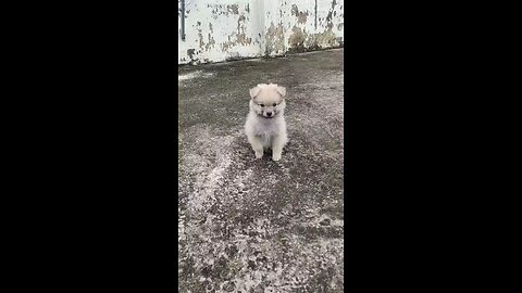 Dog is dancing