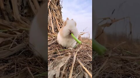 Listen to the sound of the little rabbit eating celery sticks Cute pet debut plan Rabbit Pastora
