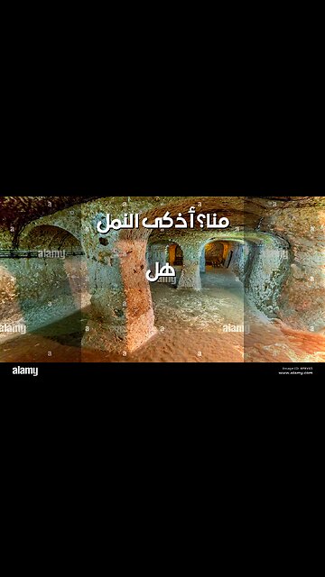 Ant Mega-Cities: Are They Smarter Than Us?