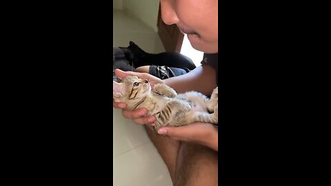 Funny animals