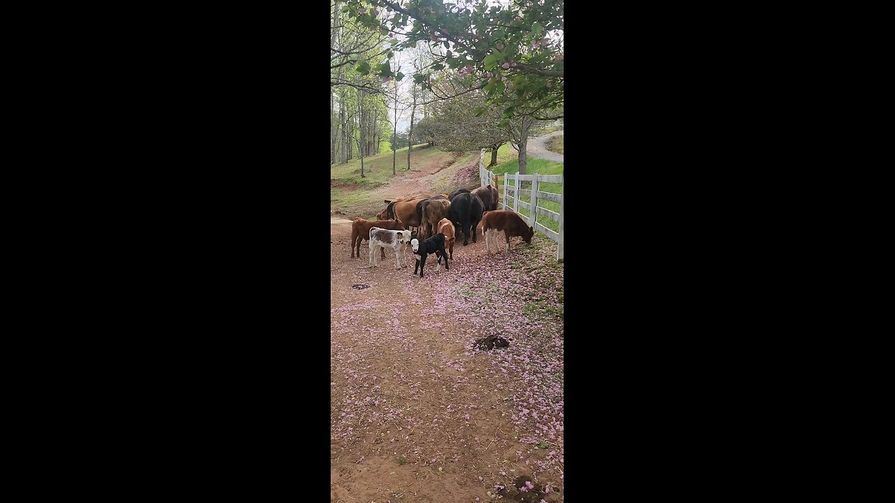Shorthorn Plus calves 2025.