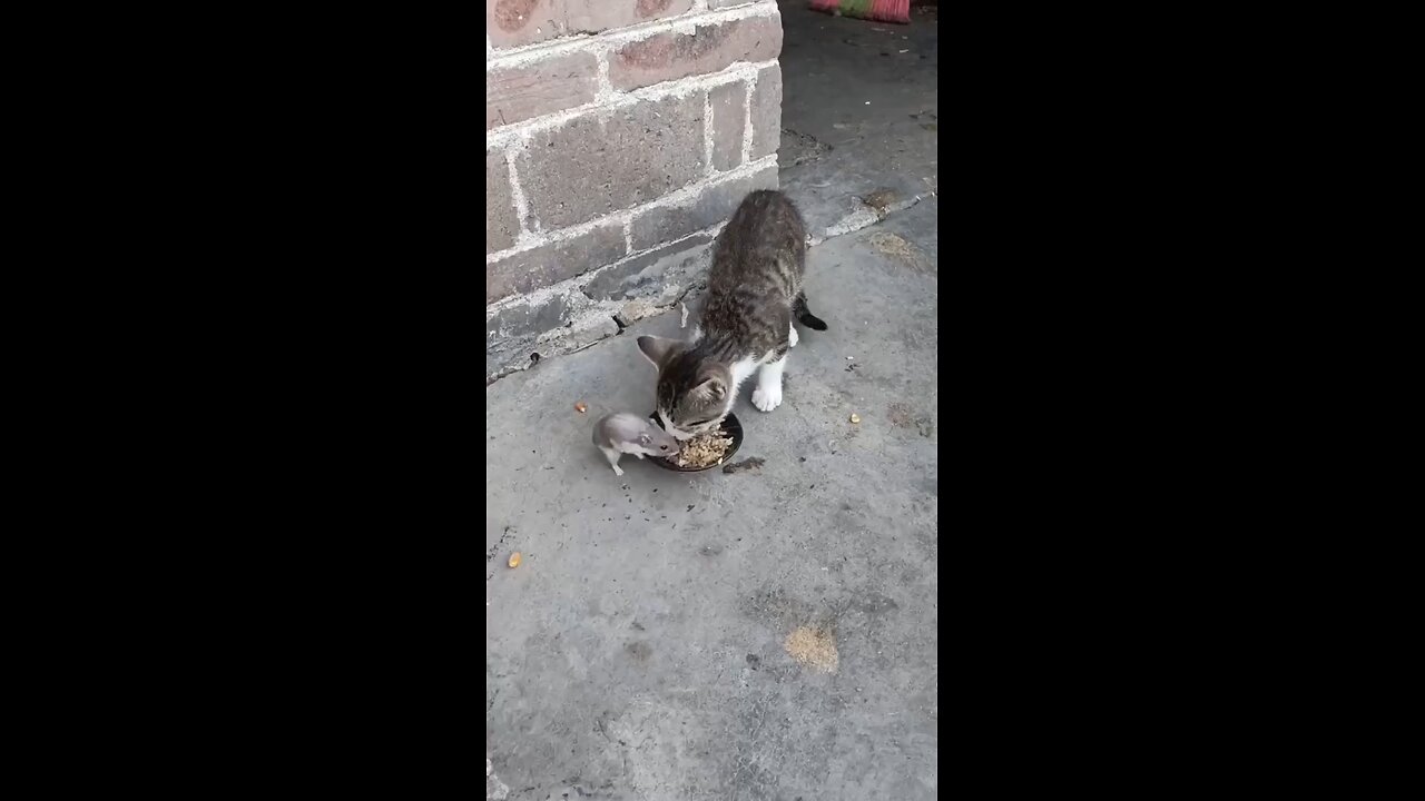 FUNNY Cat Fights Rats In Hilarious Battles!