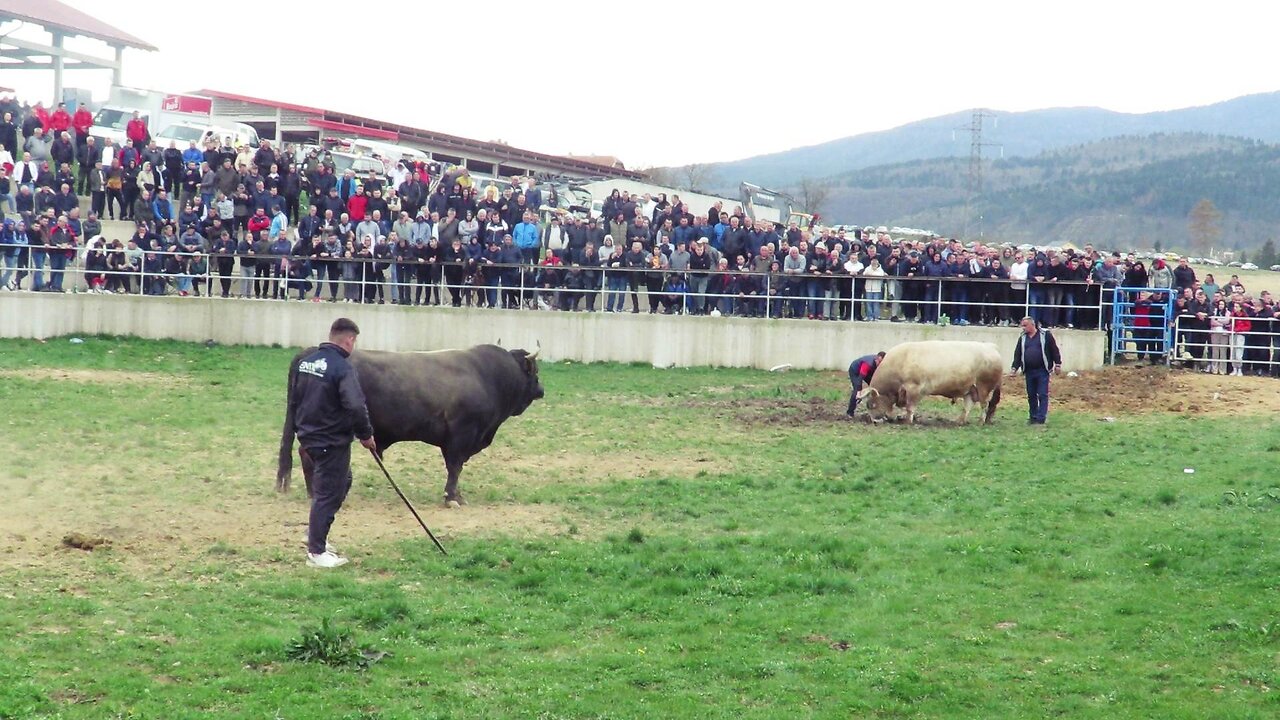 Roko od Jukića vs Bijeli od Pavkovića Kutanja 2025