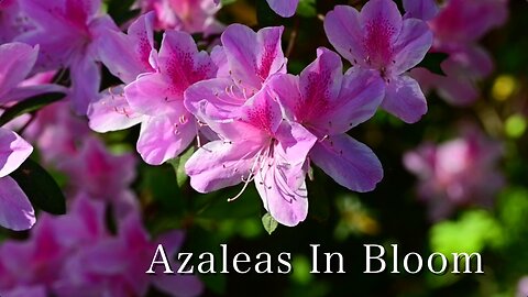 Azaleas In Bloom