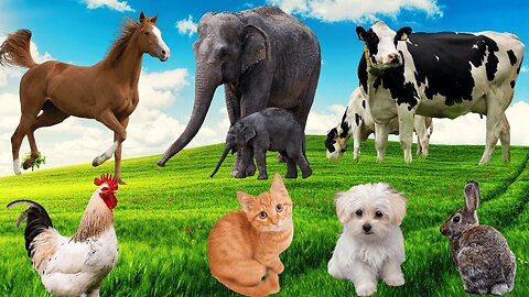 Animal sounds Cow, Dog, Sheep, Goat, Cat, Rabbit, Elephant, Chick - REAL FARM ZOO, PETS & ANIMALS