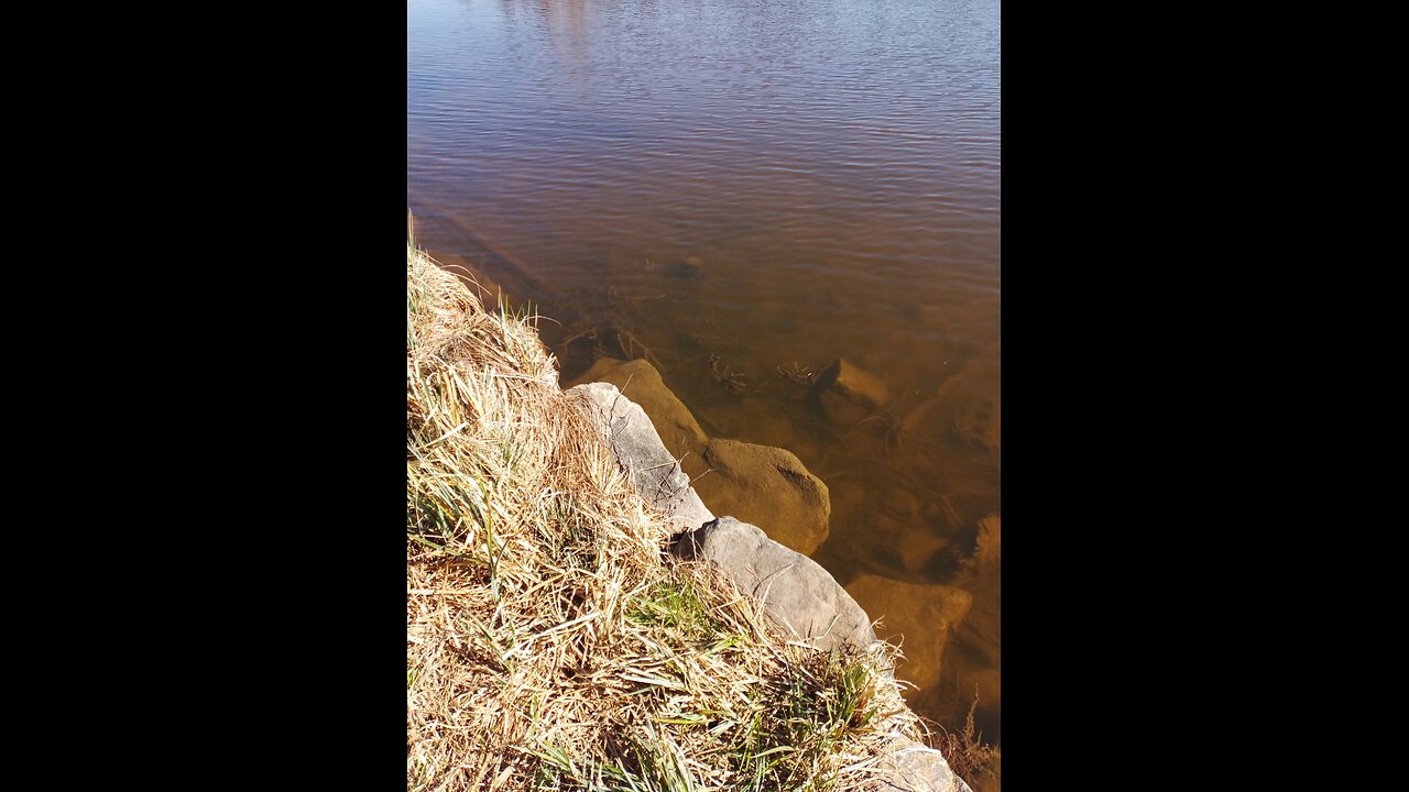 07.04.2025 Chemtrailwatch - Waldsterben in Bad Bayersoien - Teil 3