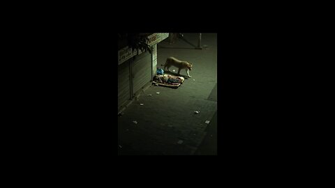 Chilling moment when lions walk past sleeping man