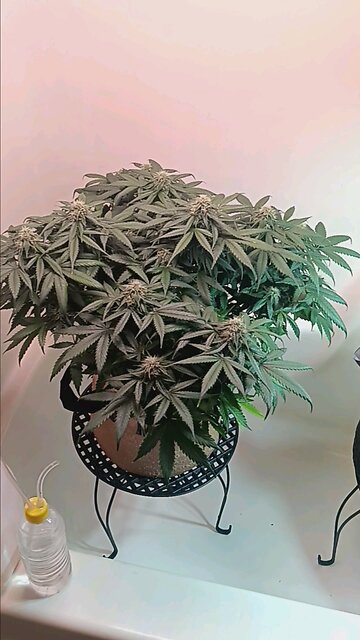 Mimosa Cake week 10 day 4