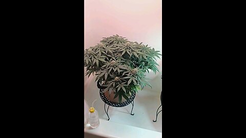 Mimosa Cake week 10 day 4