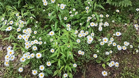 Daisies