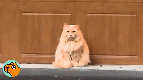 Stray Cat Does Everything to Make This Couple Love Him | Cuddle Buddies