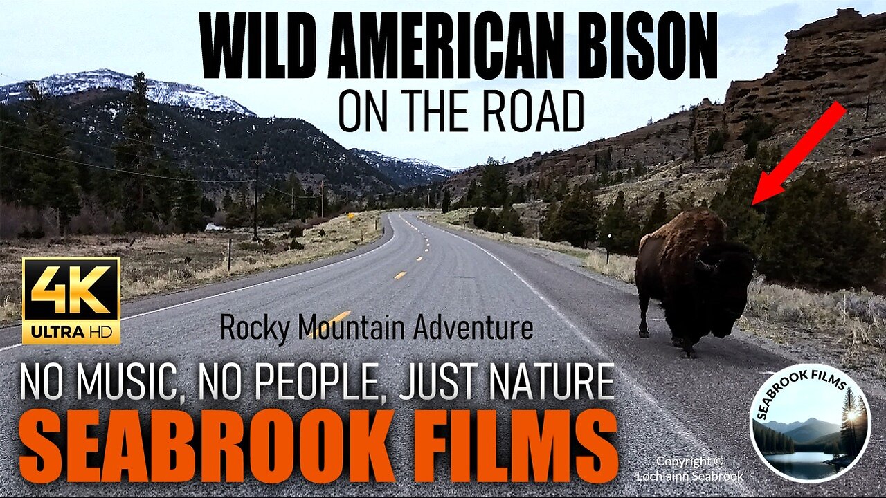 Wild American Bison on the Road
