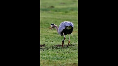 Bird 🐦🕊️🐔 lunch time 😋😋