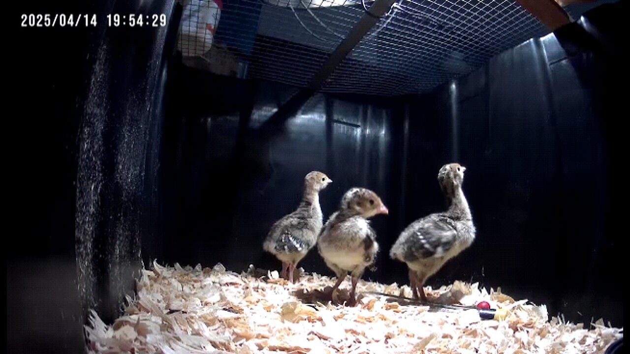 Turkey Poults waiting on brooder