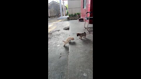 cute puppy