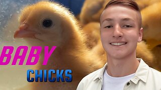 We've Got Baby Chicks - Homesteading Journey