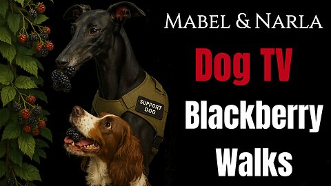 Dog TV: Mabel & Narla | Blackberry Walks Greyhound & Springer Spaniel Playing | TV For Lonely Dogs