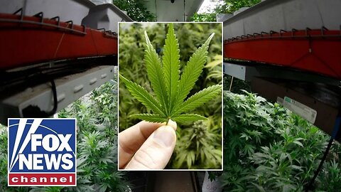 NEW: US state eyes weed recriminalization as referendum gains support