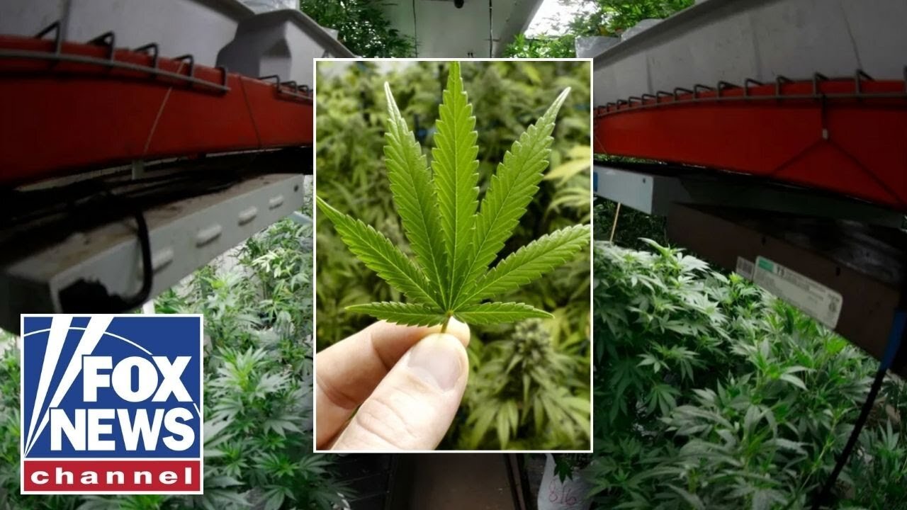 NEW: US state eyes weed recriminalization as referendum gains support