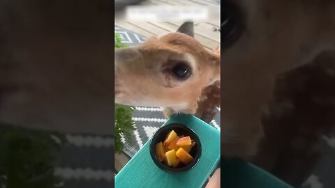 The dog found a deer in the park and the hostess took him with her