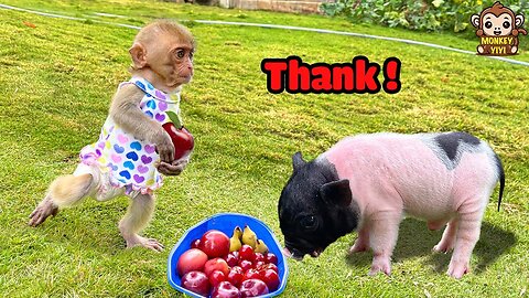Very emotional moments between baby monkey YiYi and piglet Un In