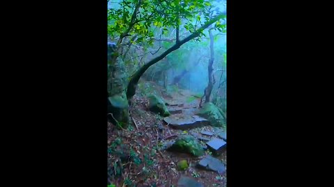 Relaxing birds 🐦 sound