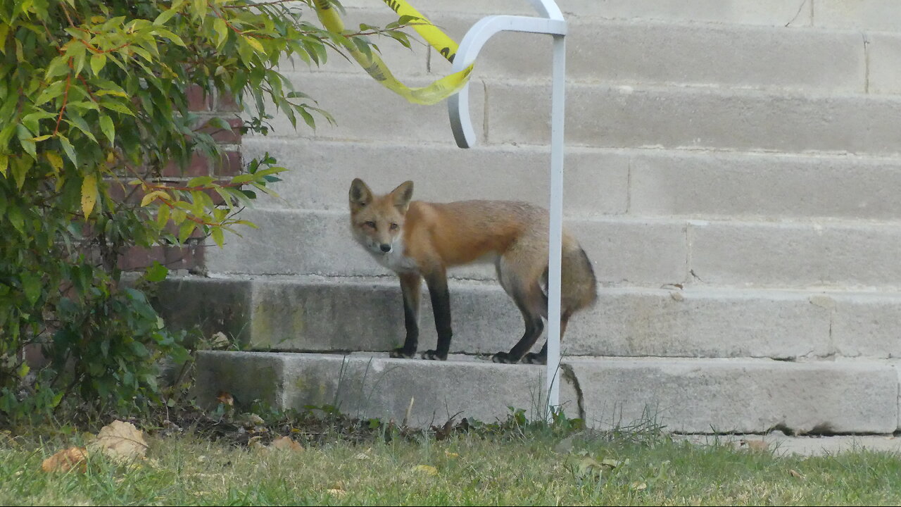 Fox