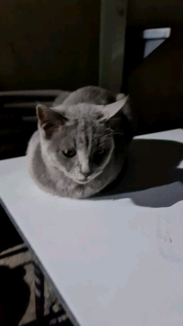 Again my best street cat calming 😌