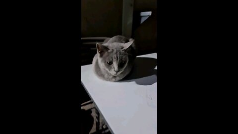 Again my best street cat calming 😌