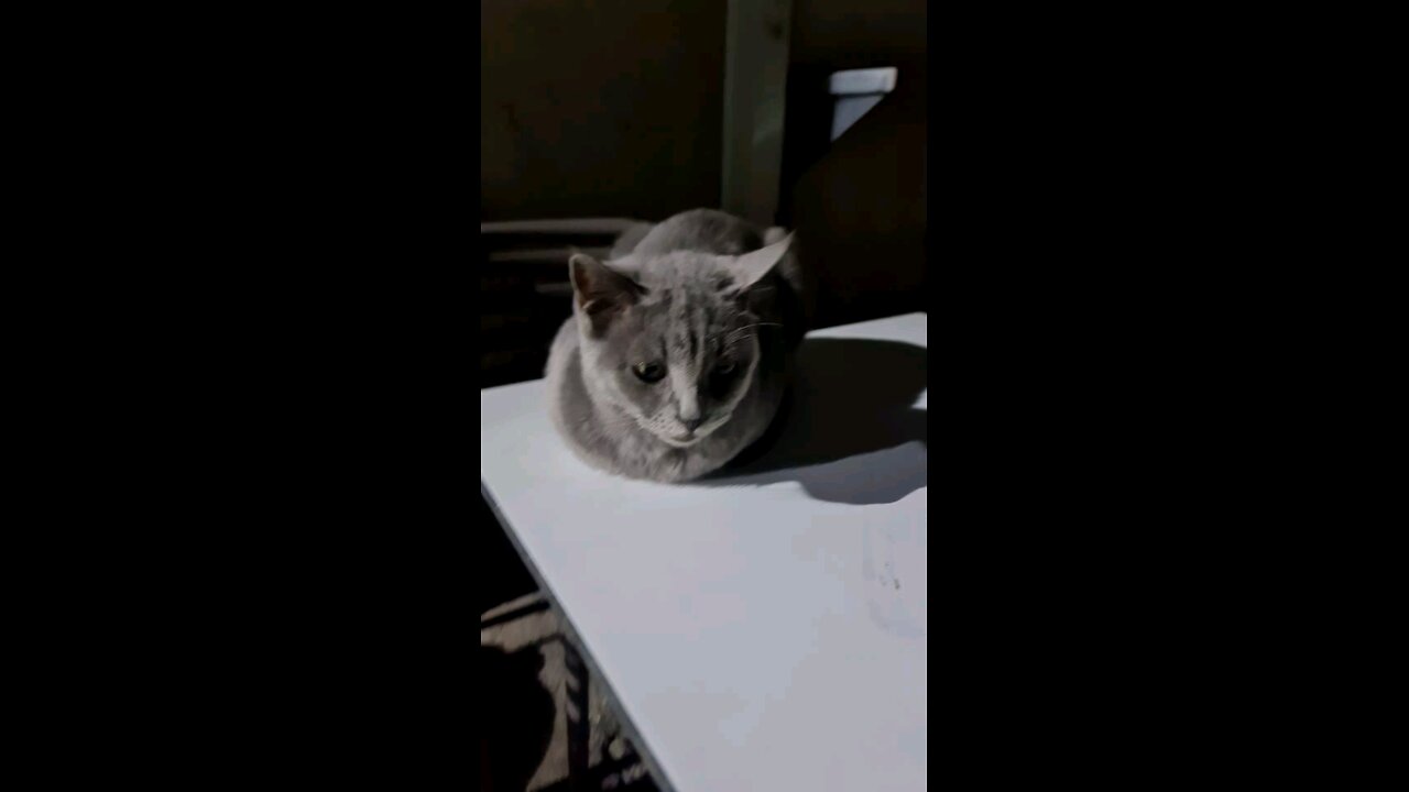 Again my best street cat calming 😌