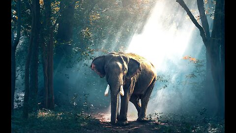 Wildlife - Free Nature animals Videos - No copyright video - Royalty free nature videos