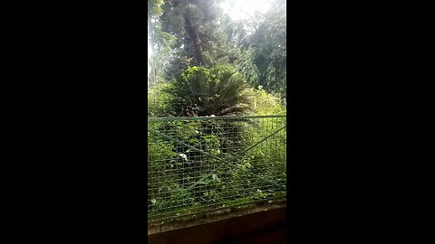 "প্রকৃতির সৌন্দর্য | সুন্দর সবুজ গাছপালা"Beautiful Nature Scenery | Green Trees & Plants | Relaxing