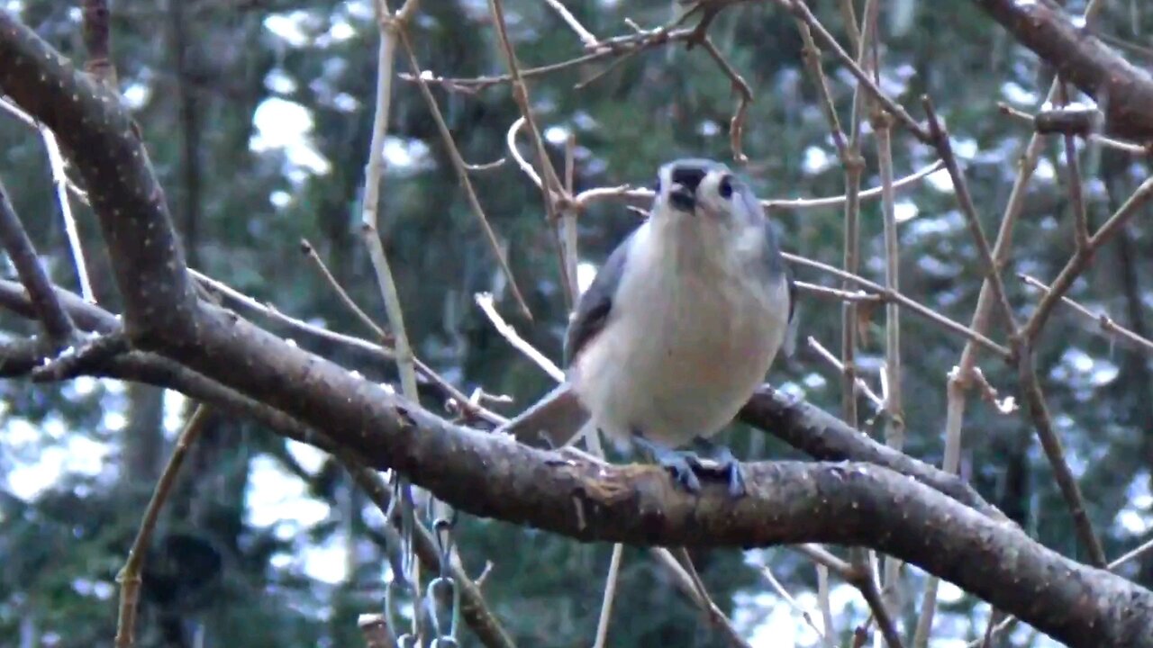 Tufted Titmouse