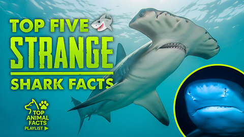 5 STRANGE Facts About Sharks 🦈 | Creatures, Wildfood & Outdoors