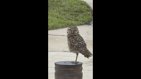 Baby Burrowing Owls Day 21 Out! | 4K