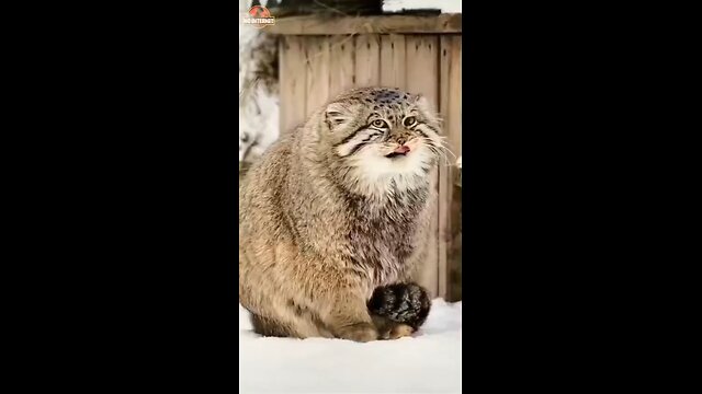 Meet the palace's cat
