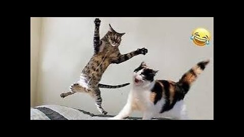 Funny Dogs And Cats Videos 2024 😅- Best Funnies Animal Video Part43