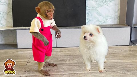 Monkey YiYi is very excited to play with puppy