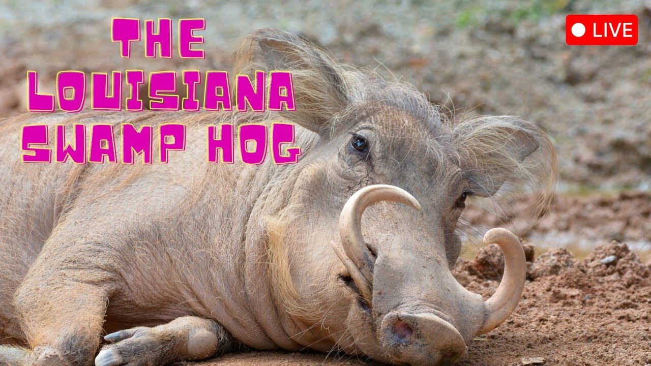 Let's Talk About The Louisiana Swamp Hog
