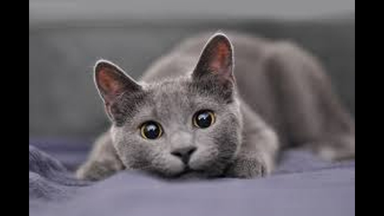 🎉 "Franky’s Fun 😂 | Crazy, Cute & Hilarious Moments!