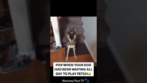 Funny animals 2024😂- Funniest Cats and Dogs Video😹🐶