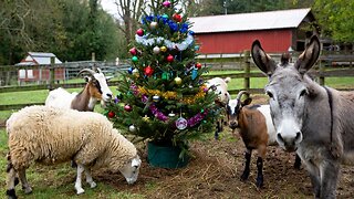 Animal Farm Reaction