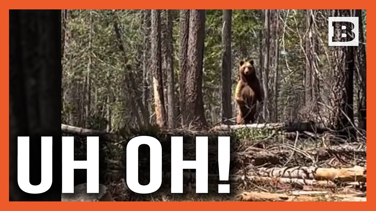 Be Quiet, Dog! Close Encounter with Bear in California